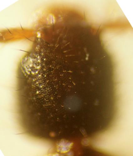 Sunius propinquus